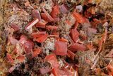 Fiery, Red-Orange Wulfenite Cluster - Kuruktag Mountains, China #361065-1